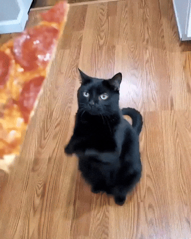 cuteanimalland giphyupload GIF