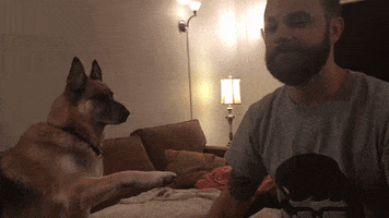 dog prank GIF by JustViral.Net