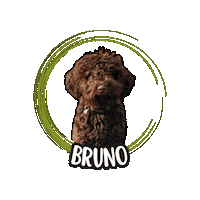 Lagotto Romagnolo Bruno Sticker by Asilo per cani Dog'sMind