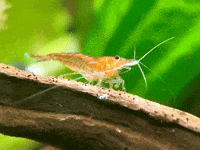 Cherry Shrimp Eating GIF