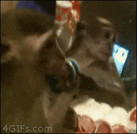 make up monkey GIF