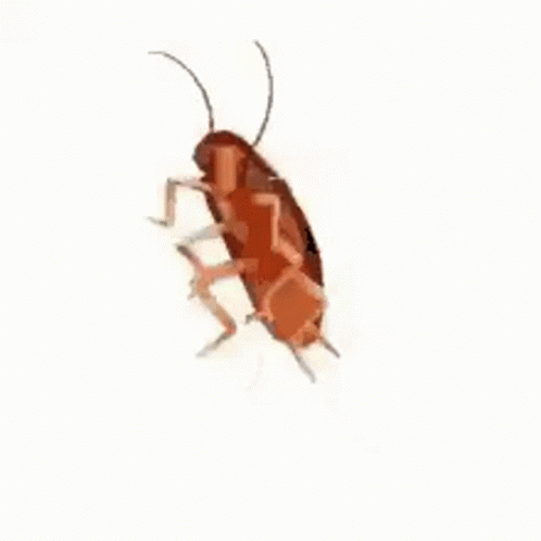 Cockroach Roach GIF by MOODMAN