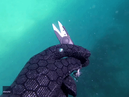 Freediver Helps Rescue Banjo Shark Snagged on Fishing Hook