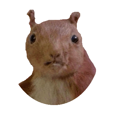 squirrel STICKER by imoji