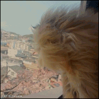 hair blowing GIF