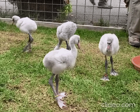 bixfrankonis giphygifmaker poop flamingo flap GIF