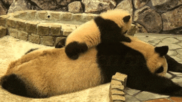 panda bears GIF