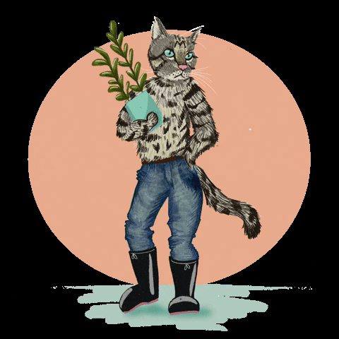 Thisiscorley giphygifmaker cat kitty jeans GIF