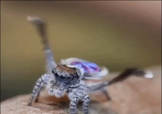 spider conductor GIF