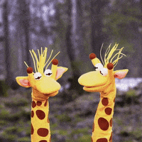 Giraffas alegria sim diversao verdade GIF