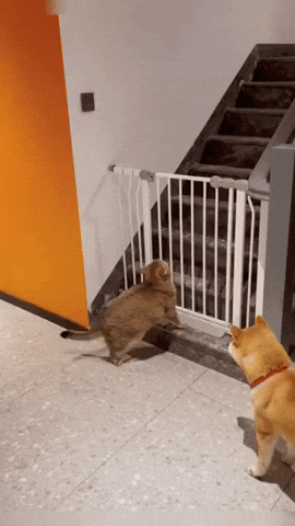 cuteanimalland giphyupload GIF