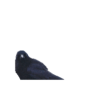 Halloween Bird Sticker by Chellekie Creations