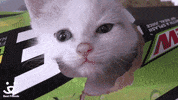 Mountain Dew Hello GIF by Best Friends Animal Society