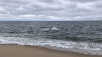 Shark Attacks Seal at Cape Cod Beach