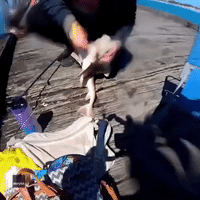 Victoria Freediver Rescues Port Jackson Shark From Fishing Line