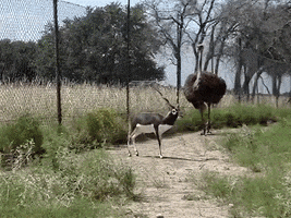 Get Lost Running GIF by DIIMSA Stock