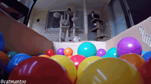 cat ball GIF