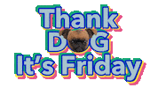 brussels griffon friday Sticker by MISO PUP