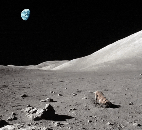 sherifbenjamal dog space moon nasa GIF