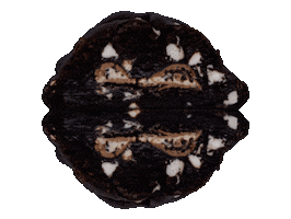 fatandweird cookie cookies fat and weird lets get fat and weird Sticker