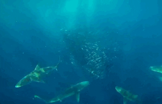 whale GIF