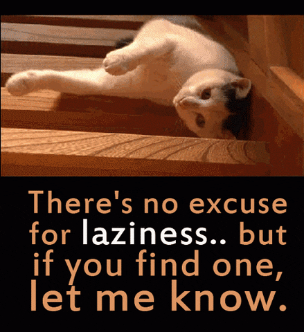 cat guide GIF