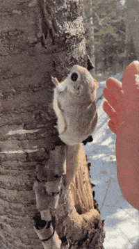 0ox0xo0 hokkaido momonga flying squirrel GIF