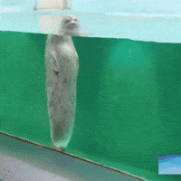 Seal Nod GIF by PT Media
