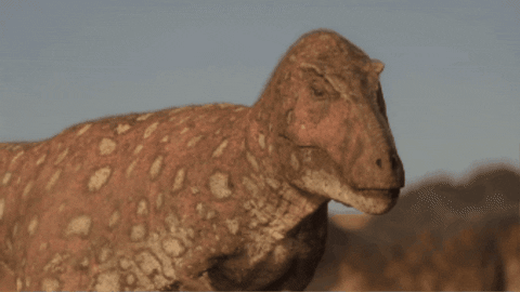 WildlifeWonders giphygifmaker GIF