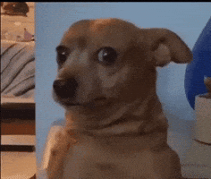 Video gif. Dog looks at us with wide eyes and the camera zooms in on its face.