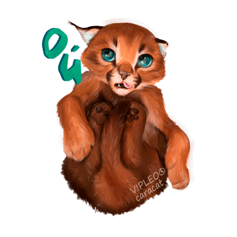 Cat Котенок Sticker by VIPLEO® is the cattery founder of legal caracats.
