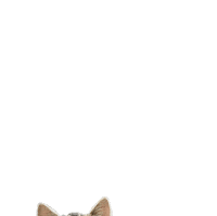 Small Cat Sticker by sendmeback