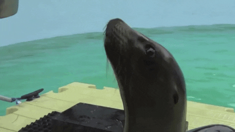 mysticaquarium giphygifmaker GIF