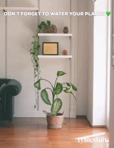 tymeshift giphygifmaker GIF