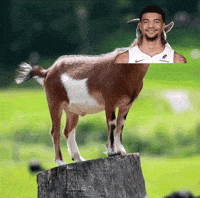 Miami Heat GIF