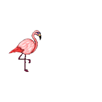 Florida Flamingo Sticker by Havas Media NA
