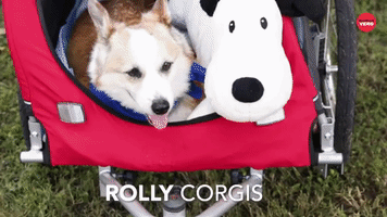 Rolly Corgis
