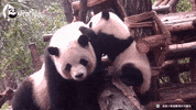 pandas GIF by BFMTV