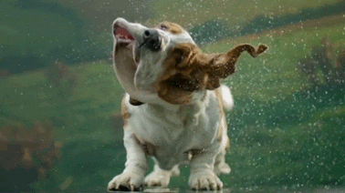Video gif. A basset hound shakes its wrinkled wet body as its loose skin flaps in slow motion. 