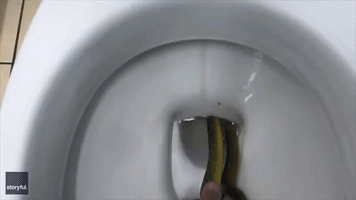 'Glad the Snake Was the Only Thing In It': Queensland Snake Catcher Pulls Reptile From Toilet