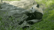 Red Panda Reaction GIF by LeVar Burton Kids