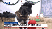 Big Joe Yoga GIF by WSMV  News 4, Nashville