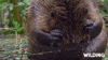 Water Wilding GIF by PBS