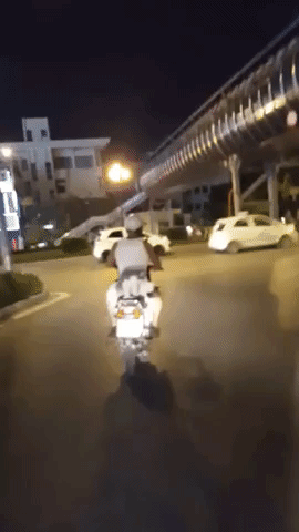 Four Cats Ride Alongside Motorcyclist Down Hanoi Street