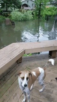 Dog Takes Swim in Illinois Floodwater
