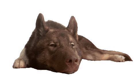 sniffdog giphyupload dog tired bored Sticker