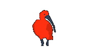 Bird Guaratuba Sticker by Guará Mapping Festival