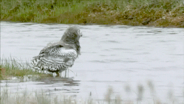 Owls GIF