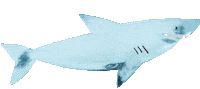 Sea Creature Summer Sticker by Meri Meri