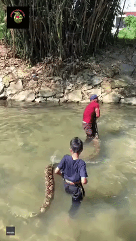 Father and Son Play With Humongous Pet Python in Malaysia